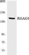 Retrotransposon Gag Like 9 antibody, LS-C200592, Lifespan Biosciences, Western Blot image 