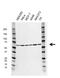 Pyruvate Kinase M1/2 antibody, VMA00509, Bio-Rad (formerly AbD Serotec) , Western Blot image 