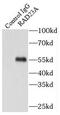 RAD23 Homolog A, Nucleotide Excision Repair Protein antibody, FNab07077, FineTest, Immunoprecipitation image 