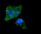 Forkhead Box O3 antibody, NBP2-66852, Novus Biologicals, Immunofluorescence image 