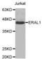 Era Like 12S Mitochondrial RRNA Chaperone 1 antibody, abx004585, Abbexa, Western Blot image 