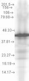Mitochondrial protein import protein MAS5 antibody, LS-C108990, Lifespan Biosciences, Western Blot image 