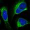 G2an antibody, HPA061426, Atlas Antibodies, Immunofluorescence image 