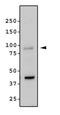 Mitogen-Activated Protein Kinase Kinase Kinase 14 antibody, TA336951, Origene, Western Blot image 