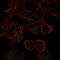 SRY-Box 18 antibody, HPA073703, Atlas Antibodies, Immunocytochemistry image 