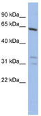 General Transcription Factor IIF Subunit 1 antibody, TA335218, Origene, Western Blot image 