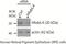Intraflagellar Transport 27 antibody, 15017-1-AP, Proteintech Group, Western Blot image 