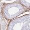 Embigin antibody, FNab02751, FineTest, Immunohistochemistry frozen image 