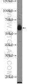 Leucine Rich Repeat Containing 71 antibody, 21031-1-AP, Proteintech Group, Western Blot image 