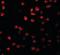Rho GTPase Activating Protein 18 antibody, orb89855, Biorbyt, Immunofluorescence image 