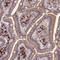 Meiosis Regulator For Oocyte Development antibody, NBP1-93980, Novus Biologicals, Immunohistochemistry frozen image 