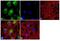 Nitric Oxide Synthase 3 antibody, PA5-16887, Invitrogen Antibodies, Immunofluorescence image 
