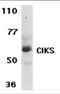 TRAF3 Interacting Protein 2 antibody, 2499, ProSci, Western Blot image 