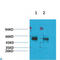 Potassium Voltage-Gated Channel Modifier Subfamily V Member 2 antibody, LS-C813650, Lifespan Biosciences, Western Blot image 