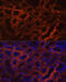 SPIN antibody, 23-264, ProSci, Immunofluorescence image 
