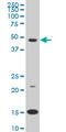 PBX Homeobox 3 antibody, LS-B6292, Lifespan Biosciences, Western Blot image 