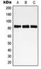 Non-SMC Condensin I Complex Subunit H antibody, orb215080, Biorbyt, Western Blot image 