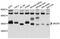 Jumonji Domain Containing 8 antibody, abx126023, Abbexa, Western Blot image 