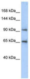 Spindle And Centriole Associated Protein 1 antibody, TA340365, Origene, Western Blot image 