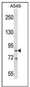 DEAD-Box Helicase 53 antibody, AP51223PU-N, Origene, Western Blot image 