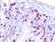 BrdU antibody, V3110IHC-7ML, NSJ Bioreagents, Immunohistochemistry frozen image 