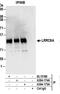 Leucine Rich Repeat Containing 8 VRAC Subunit A antibody, A304-174A, Bethyl Labs, Immunoprecipitation image 