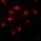 Histone H3 antibody, orb338856, Biorbyt, Immunofluorescence image 