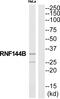 Ring Finger Protein 144B antibody, PA5-39152, Invitrogen Antibodies, Western Blot image 