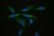 40S ribosomal protein S27 antibody, PB10093, Boster Biological Technology, Immunofluorescence image 