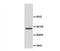 Abl Interactor 1 antibody, orb18000, Biorbyt, Western Blot image 