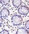 Proline, Glutamate And Leucine Rich Protein 1 antibody, 56-089, ProSci, Immunohistochemistry paraffin image 