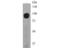 BCAM antibody, NBP2-80450, Novus Biologicals, Western Blot image 