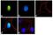 Telomerase Reverse Transcriptase antibody, 702052, Invitrogen Antibodies, Immunofluorescence image 