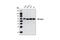 Akt antibody, 4821S, Cell Signaling Technology, Western Blot image 