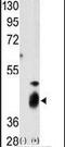 Dual Specificity Phosphatase 7 antibody, PA5-15553, Invitrogen Antibodies, Western Blot image 