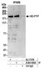 Protein Tyrosine Phosphatase Non-Receptor Type 23 antibody, A304-585A, Bethyl Labs, Immunoprecipitation image 