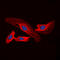 Chondroitin Polymerizing Factor antibody, LS-C354199, Lifespan Biosciences, Immunofluorescence image 