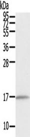 Eva-1 Homolog A, Regulator Of Programmed Cell Death antibody, TA351821, Origene, Western Blot image 