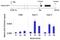 GATA Binding Protein 4 antibody, MA5-15532, Invitrogen Antibodies, Chromatin Immunoprecipitation image 