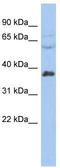 P542 antibody, TA334741, Origene, Western Blot image 