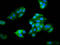 4-Hydroxy-2-Oxoglutarate Aldolase 1 antibody, LS-C680612, Lifespan Biosciences, Immunofluorescence image 
