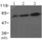 RAF proto-oncogene serine/threonine-protein kinase antibody, TA322937, Origene, Western Blot image 