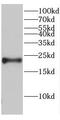 Cerebellin 4 Precursor antibody, FNab01322, FineTest, Western Blot image 