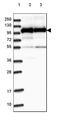 Heat Shock Protein Family A (Hsp70) Member 4 Like antibody, HPA039149, Atlas Antibodies, Western Blot image 