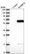 RAN Binding Protein 3 Like antibody, HPA037471, Atlas Antibodies, Western Blot image 