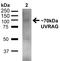 UV Radiation Resistance Associated antibody, orb377160, Biorbyt, Western Blot image 