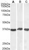 GAPDH antibody, LS-C20161, Lifespan Biosciences, Western Blot image 