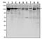 CDH1 antibody, AM06535SU-N, Origene, Western Blot image 