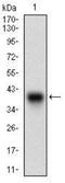Insulin Like Growth Factor Binding Protein 7 antibody, NBP2-37313, Novus Biologicals, Western Blot image 