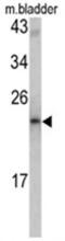 Malignant T cell-amplified sequence 1 antibody, AP17555PU-N, Origene, Western Blot image 